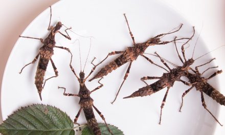 Insekten essen – Das Nahrungsmittel der Zukunft?