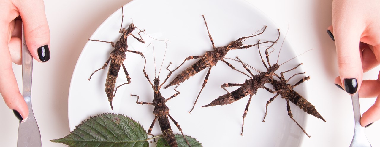 Insekten essen – Das Nahrungsmittel der Zukunft?